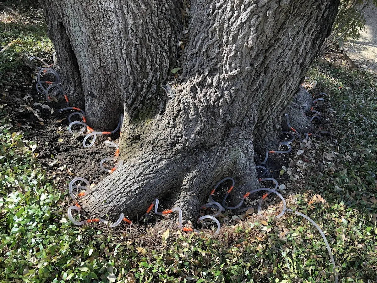 Detailed Tree Cabling and Bracing job site in Beech Grove